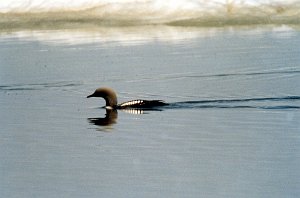 Loon, Pacific, Deadhorse, AK, 1999-06, B07P51I02